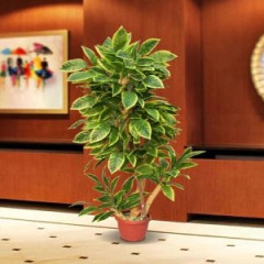 Seller Image